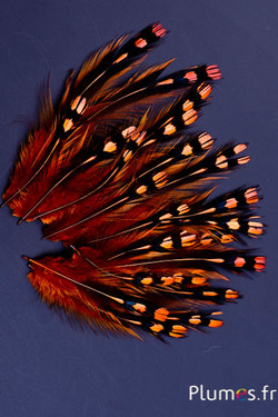 Coq de Sonnerat - 1-3 cm - or aztèque